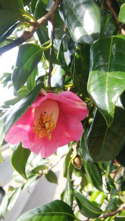 築100年の宿【はぶの家】 Osima Kültér fotó